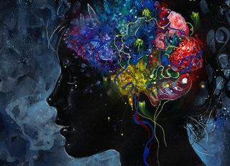 Mushroom drug effects on brain