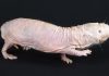 Naked mole rat