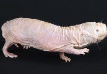 Naked mole rat