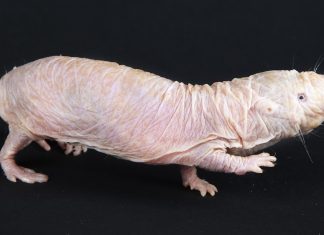 Naked mole rat