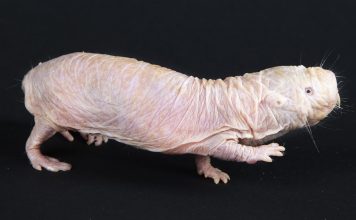 Naked mole rat