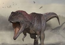 Researchers Discover New Species of Giant Dinosaur in Argentina