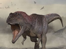 Researchers Discover New Species of Giant Dinosaur in Argentina