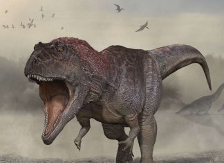 Researchers Discover New Species of Giant Dinosaur in Argentina