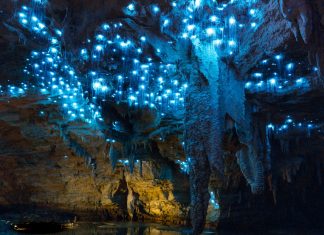 The Science and Beauty of New Zealand’s Glowworm Caves: A Magical Experience