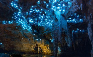 The Science and Beauty of New Zealand’s Glowworm Caves: A Magical Experience