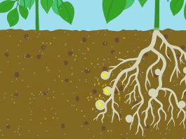 The Discovery of Nitrogen Fixation: How Plants Get the Nitrogen They Need