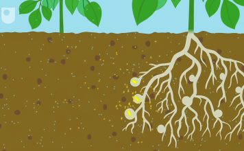 The Discovery of Nitrogen Fixation: How Plants Get the Nitrogen They Need
