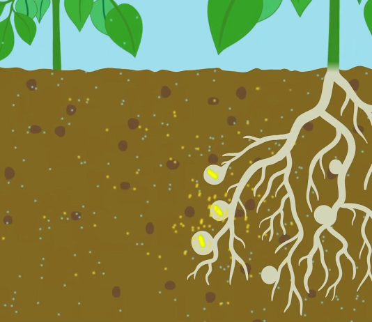 The Discovery of Nitrogen Fixation: How Plants Get the Nitrogen They Need