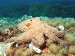 Octopus