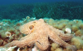 Octopus