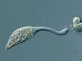 Organism video gaming