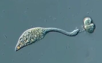 Organism video gaming