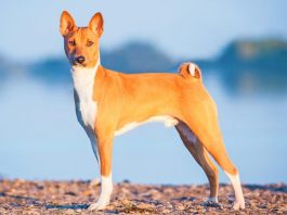 Origin of dog breeds