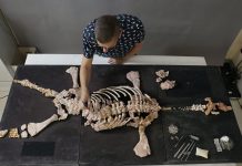 The Science of Paleontology: How We Discover and Study Fossils