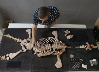 The Science of Paleontology: How We Discover and Study Fossils