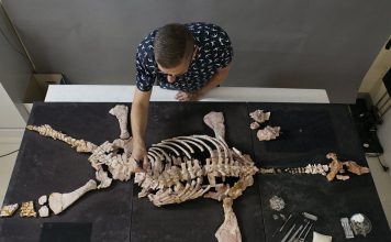 The Science of Paleontology: How We Discover and Study Fossils