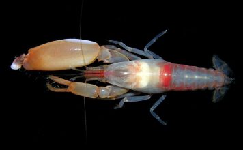 Pistol shrimp