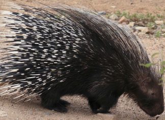 Porcupine quills