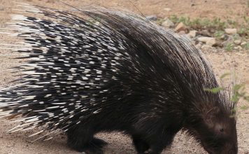 Porcupine quills