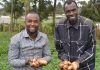 Potato farmers conquer devastating worm with companion plants