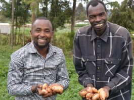 Potato farmers conquer devastating worm with companion plants