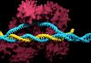 The Discovery of CRISPR-Cas9: The Revolutionary Gene-Editing Tool