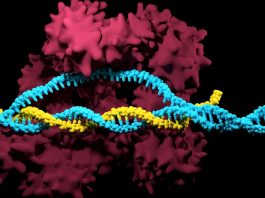 The Discovery of CRISPR-Cas9: The Revolutionary Gene-Editing Tool