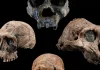 The Science of Anthropology: Understanding Human Evolution and Cultural Diversity