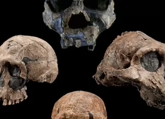 The Science of Anthropology: Understanding Human Evolution and Cultural Diversity