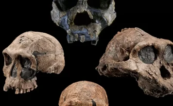 The Science of Anthropology: Understanding Human Evolution and Cultural Diversity