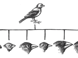 The Science of Evolution: The Forces that Drive the Diversity of Life