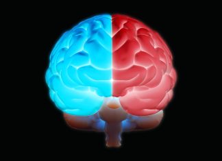 The Science of the Brain: Understanding How Our Brains Process Information and Emotions