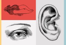 The Science of the Senses: How We Experience the World