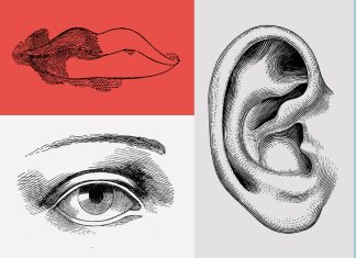 The Science of the Senses: How We Experience the World