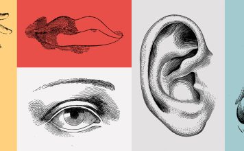 The Science of the Senses: How We Experience the World