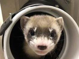 Scientists clone ferret