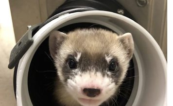 Scientists clone ferret