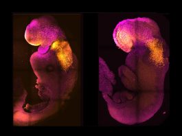 Scientists mouse embryos in womb
