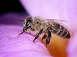 The Secret Language of Bees: How They Communicate and Organize Their Hive