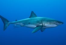 Sharks use earth field to navigate