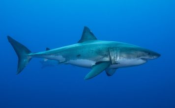 Sharks use earth field to navigate