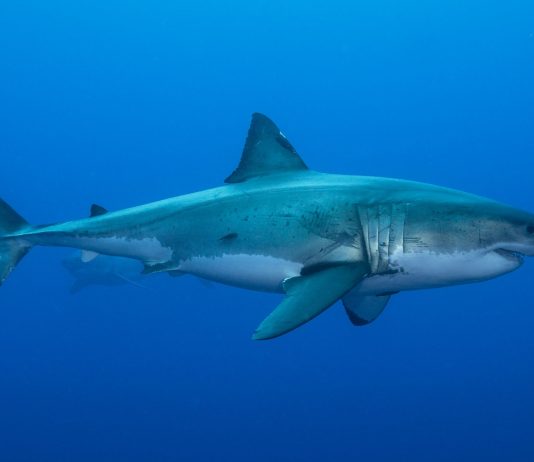 Sharks use earth field to navigate