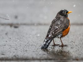 Songbirds dying