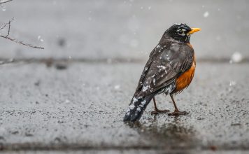 Songbirds dying