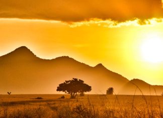 The Science and Beauty of South Africa’s Safari: A Journey into the Wild