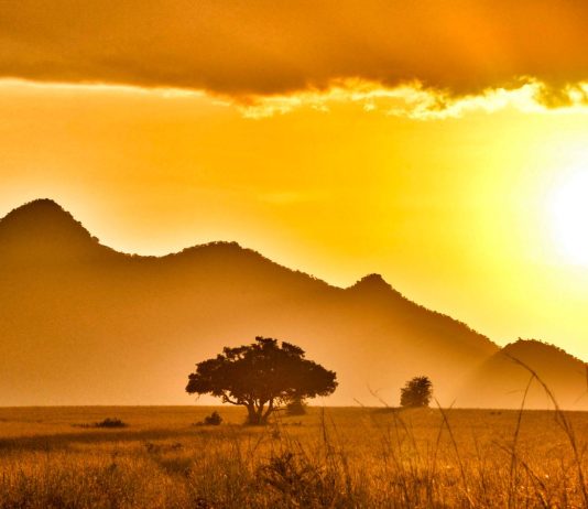The Science and Beauty of South Africa’s Safari: A Journey into the Wild