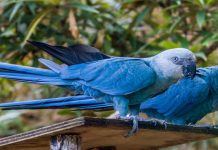 Spix macaw