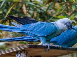Spix macaw