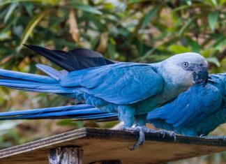 Spix macaw